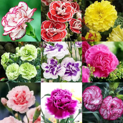 【Four Seasons Meeting】Double Carnation Seeds