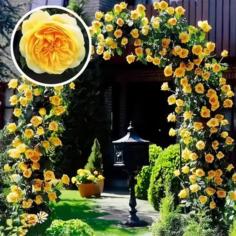 Climbing Rose Seeds