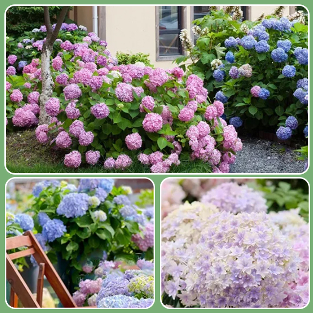 Hydrangea seeds blooming in all seasons
