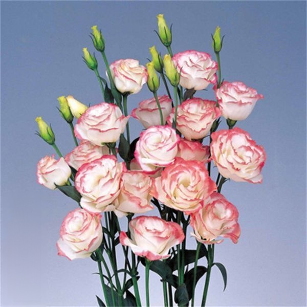 [Flowers in the cold winter] Premium Eustoma seeds