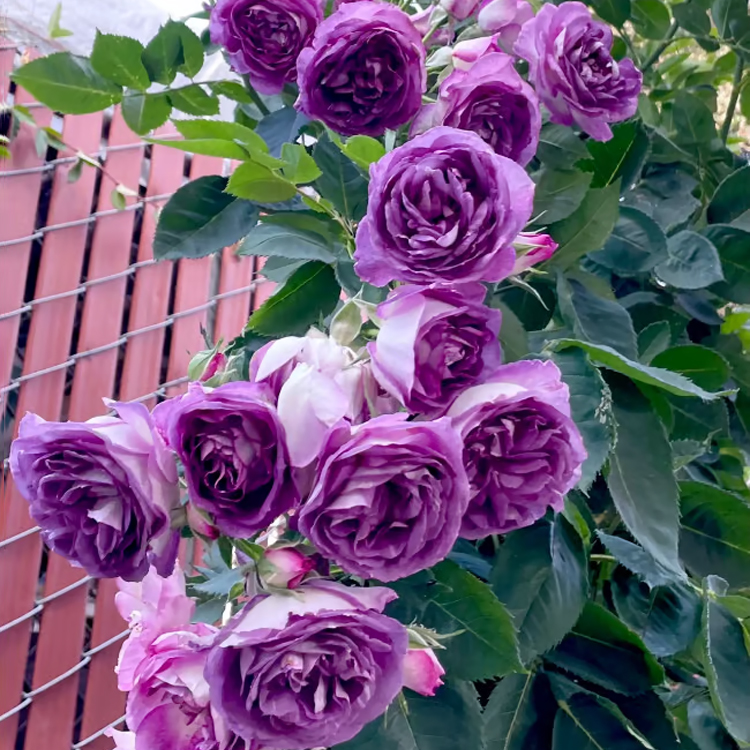 Climbing Rose Seeds