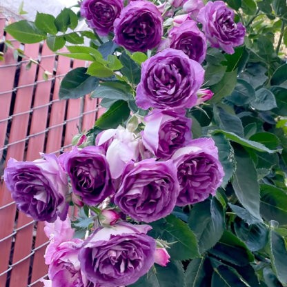 Climbing Rose Seeds