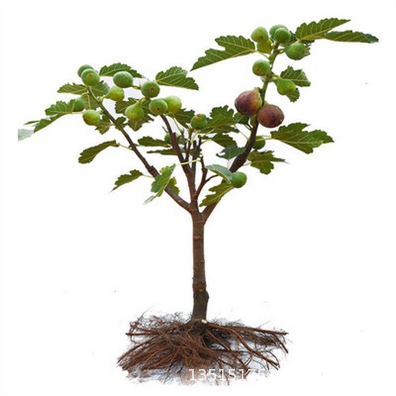 [Enjoy fresh fruit daily] 👅Fig seedlings imported from Greece【Alive on Arrival Guarantee】