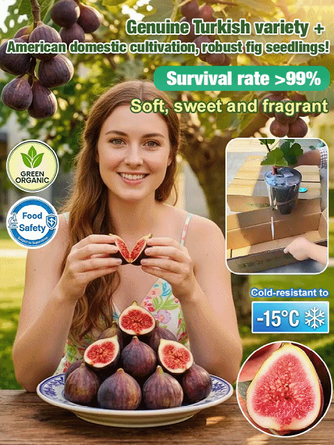 [Enjoy fresh fruit daily] 👅Fig seedlings imported from Greece【Alive on Arrival Guarantee】