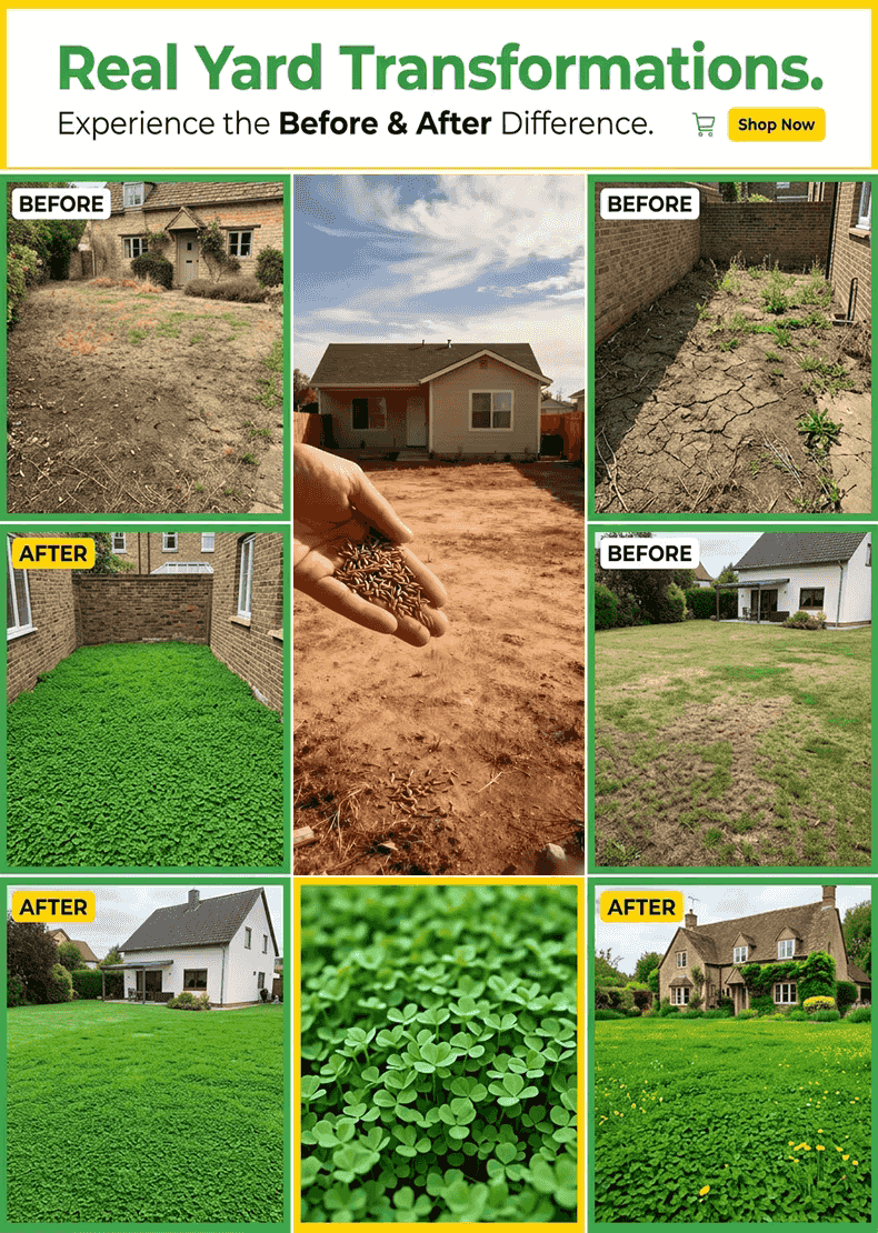 [5-7 days to germinate] 🛡️【USDA Certified】🍀 Buy 1 Get 1 FREE Today Only！GreenForever™ - Drought-Resistant, Self-Sustaining!