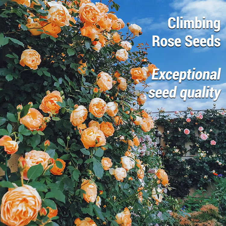 Climbing Rose Seeds