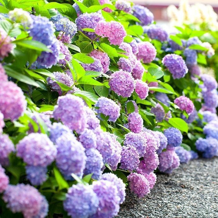 Hydrangea seeds blooming in all seasons