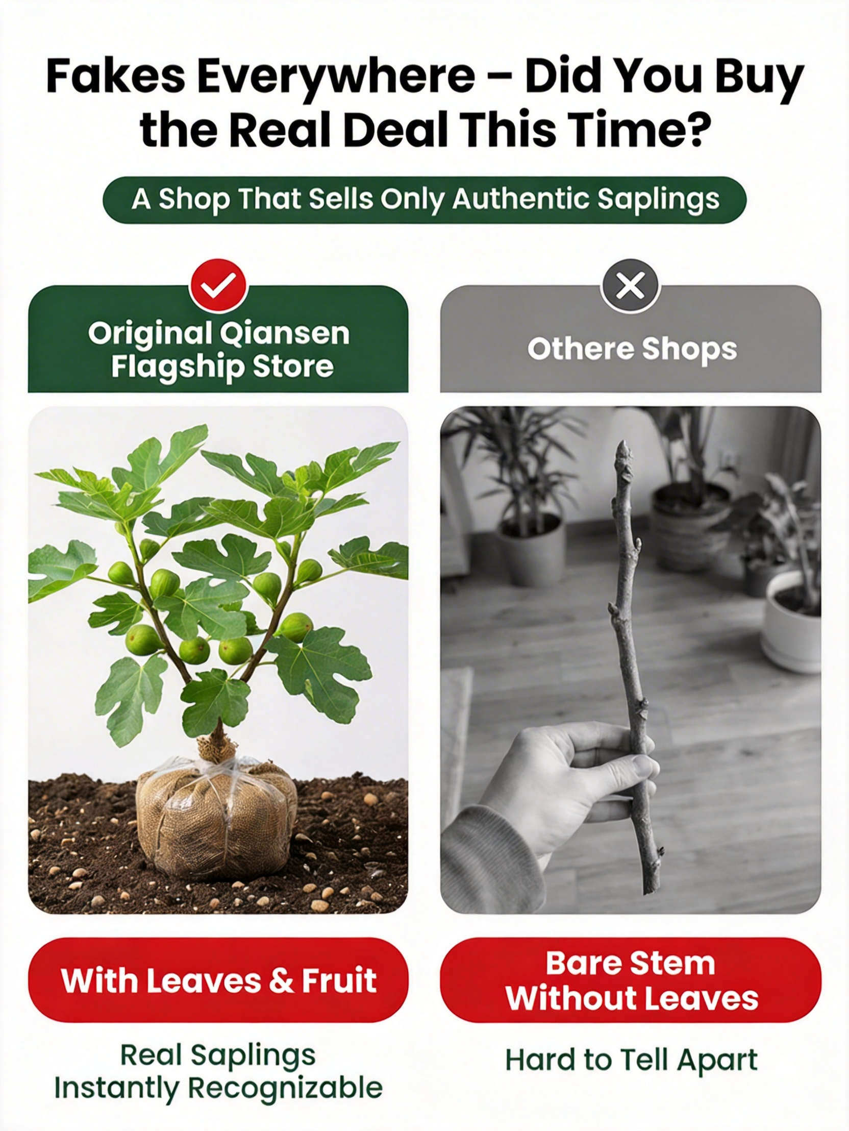 [Enjoy fresh fruit daily] 👅Fig seedlings imported from Greece【Alive on Arrival Guarantee】