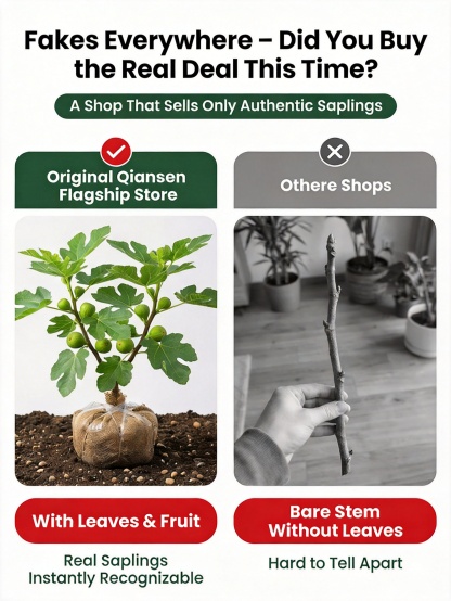 [Enjoy fresh fruit daily] 👅Fig seedlings imported from Greece【Alive on Arrival Guarantee】