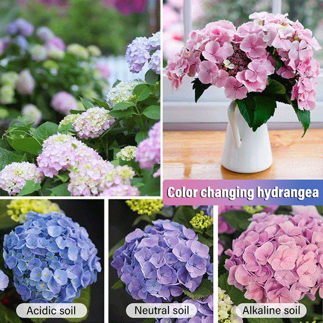Hydrangea seeds blooming in all seasons