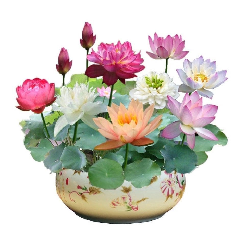 [Super high germination rate] Good luck and fortune Yuanbao bowl lotus