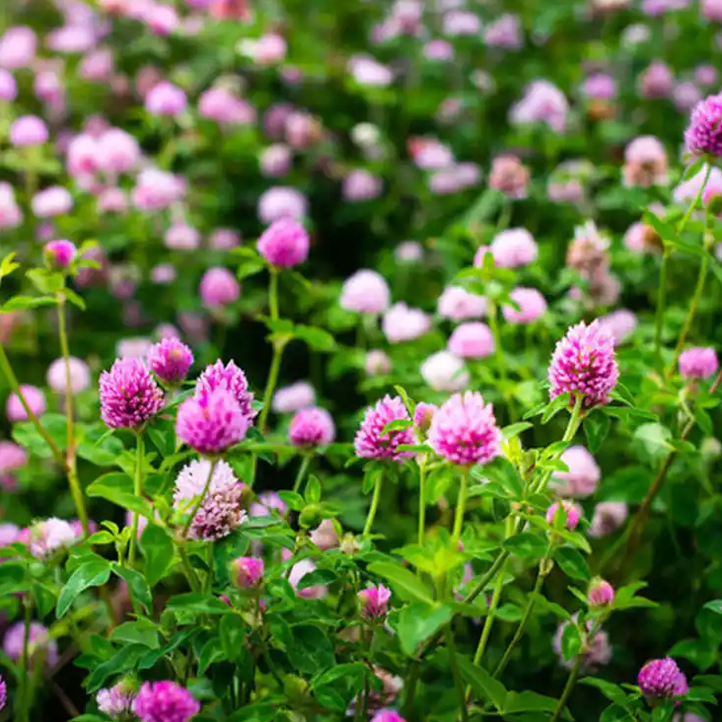 [5-7 days to germinate] 🛡️【USDA Certified】🍀 Buy 1 Get 1 FREE Today Only！GreenForever™ - Drought-Resistant, Self-Sustaining!