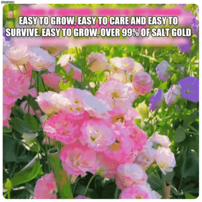 [Flowers in the cold winter] Premium Eustoma seeds