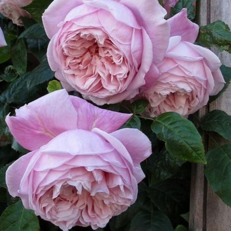 Climbing Rose Seeds