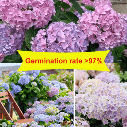 Hydrangea seeds blooming in all seasons