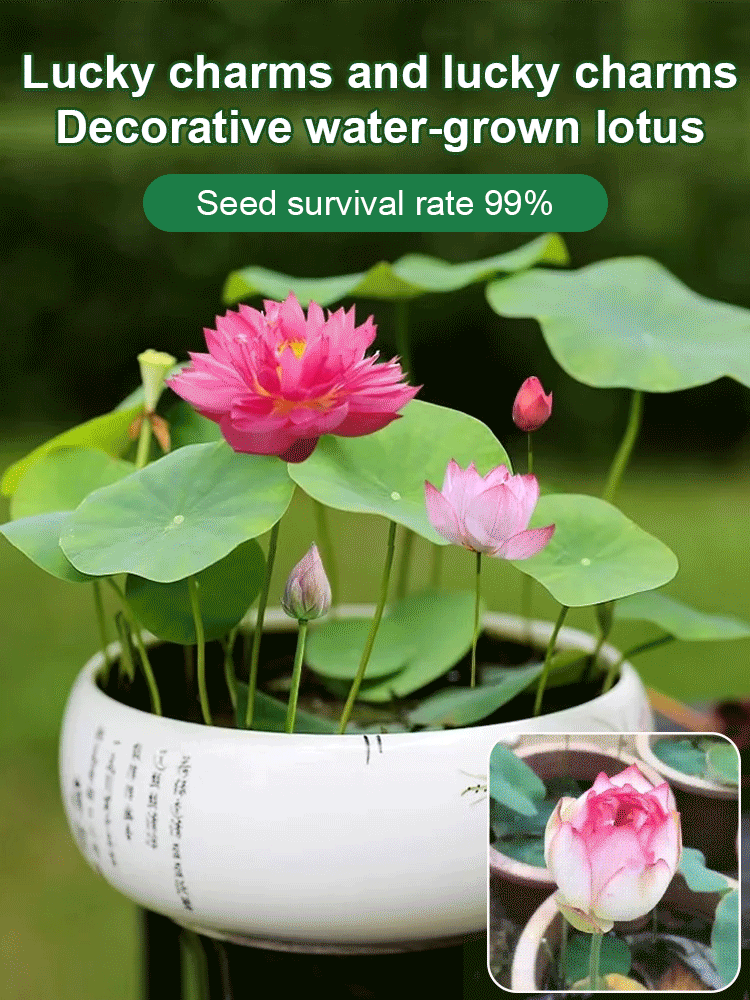[Super high germination rate] Good luck and fortune Yuanbao bowl lotus