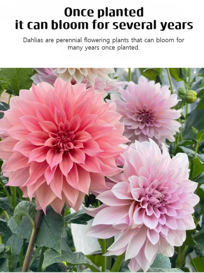 Dahlia seeds bloom all year round