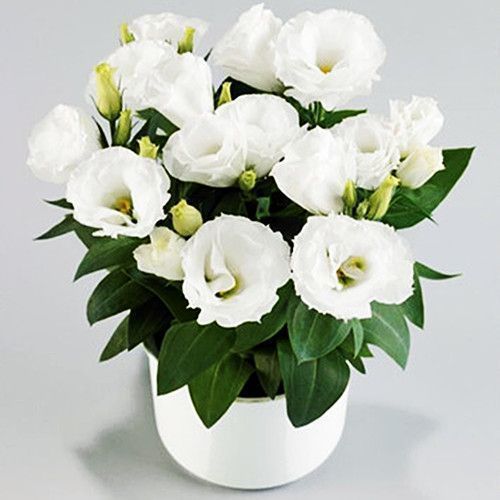 [Flowers in the cold winter] Premium Eustoma seeds