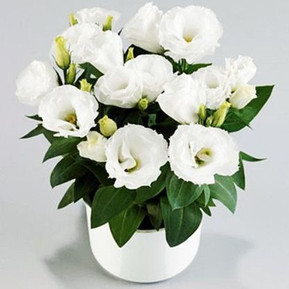 [Flowers in the cold winter] Premium Eustoma seeds