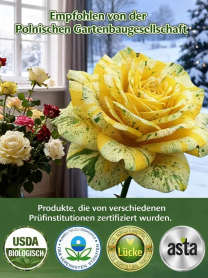 Mehrköpfige gefleckte Rosensamen