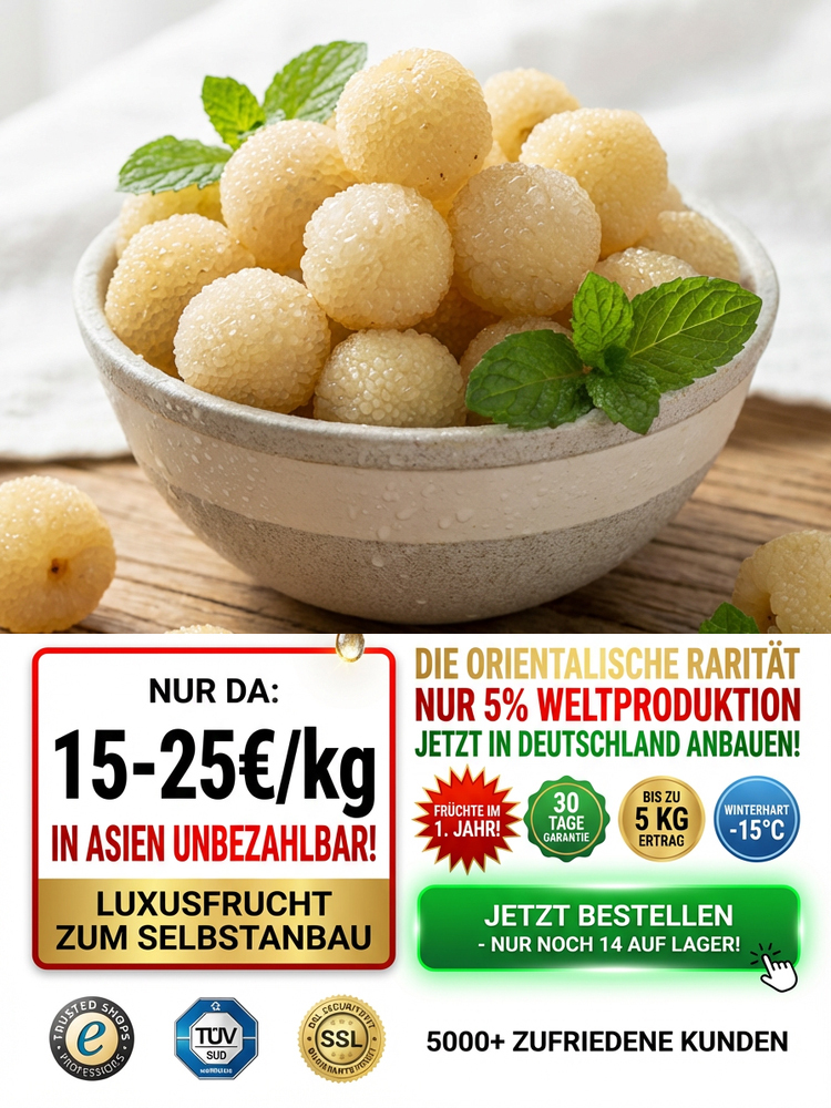 Ertragreicher Kristall-Weißer Myrtenbaum-Setzling, schädlingsresistent, fruchtet im ersten Jahr