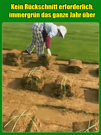 【100% Zufriedenheitsgarantie】🌱 Premium Teppich-Rasensamen | Keimt in 7 Tagen | 45 Tage dichte Grasnarbe | Winterhart bis-15°C | Ganzjährig grün, kein Mähen nötig🌿