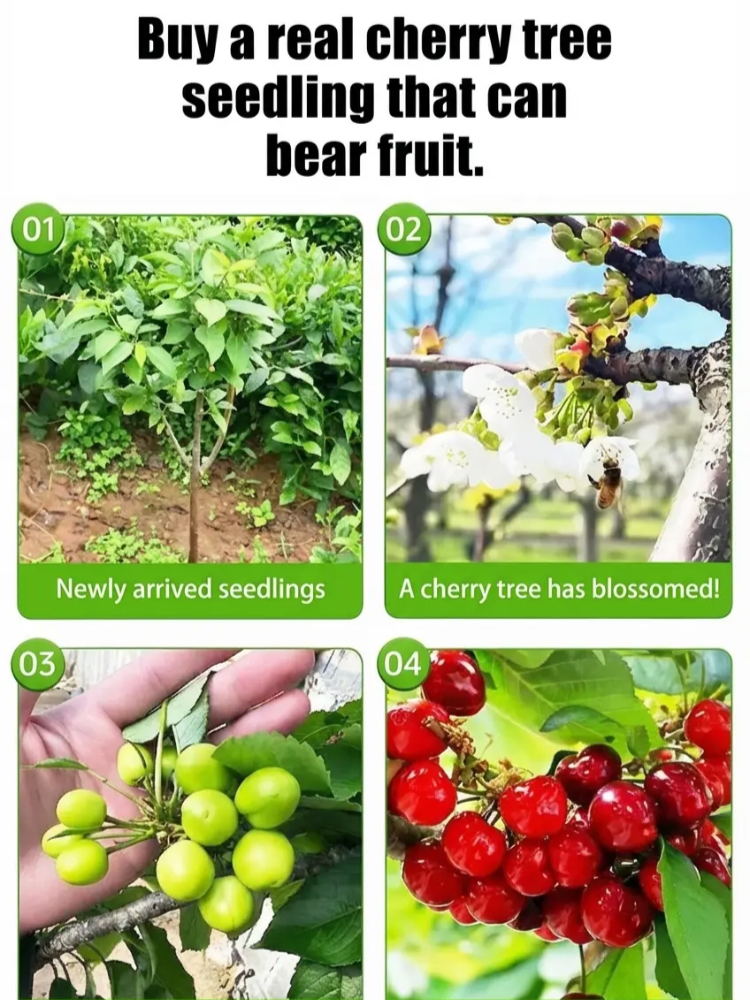 2-Month Fruiting Cherry Seedlings ✨ Yale & USDA New Discovery Self-Pollinating