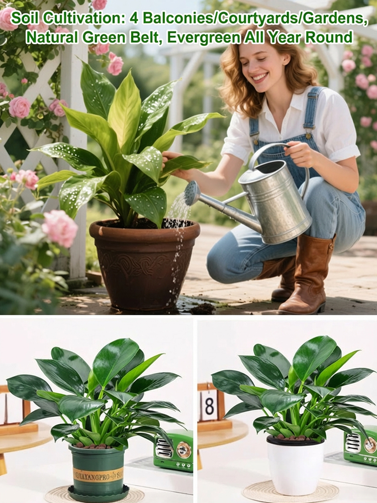 Golden Diamond Green Plant Seedlings - Live with just a little water