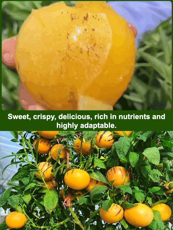 Golden Ginseng Fruit Seeds 🍈 Milky Aroma High Yield Easy to Grow