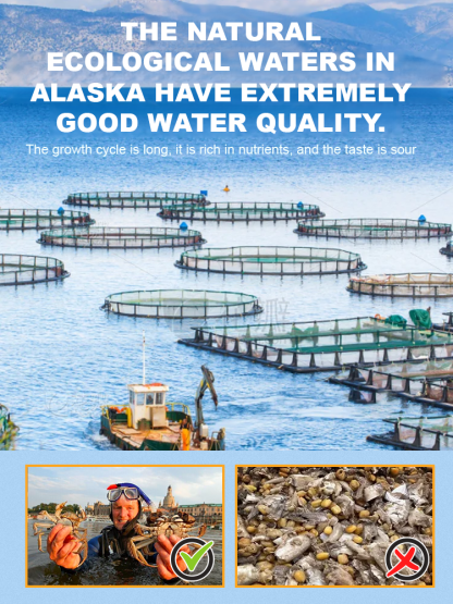 Alaskan deep-sea wild crab has a sweet, spicy, and fresh taste with an excellent texture.