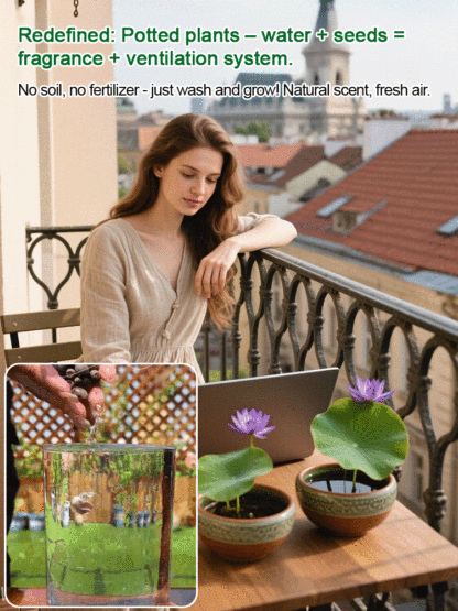 Hydroponic Lotus Seeds 🌸 Beginner Friendly Soilless Air Purifier