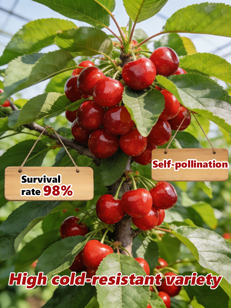 Regina Sweet Cherry Tree Sapling 🍒 Grow & Harvest in May | Self-Pollinating, 100Lbs Yield, Cold Hardy to -20°F