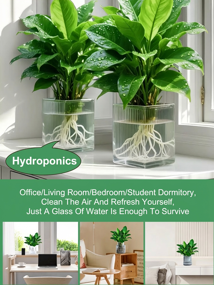 Golden Diamond Green Plant Seedlings - Live with just a little water