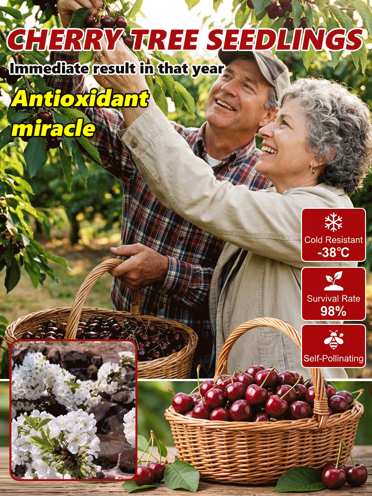 USDA Jumbo Cherry Tree Sapling | Fast Fruiting