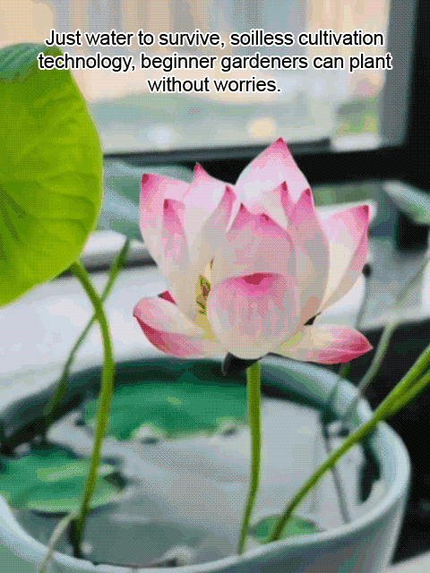 Hydroponic Lotus Seeds 🌸 Beginner Friendly Soilless Air Purifier