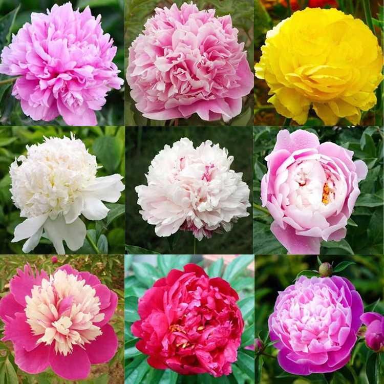 【Eine Pfingstrosen-Zwiebel erfüllt Ihr Zuhause mit Duft】❤ Von -20°C bis 40°C: Gießen reicht! Keine Blüte? Kostenloser Ersatz!