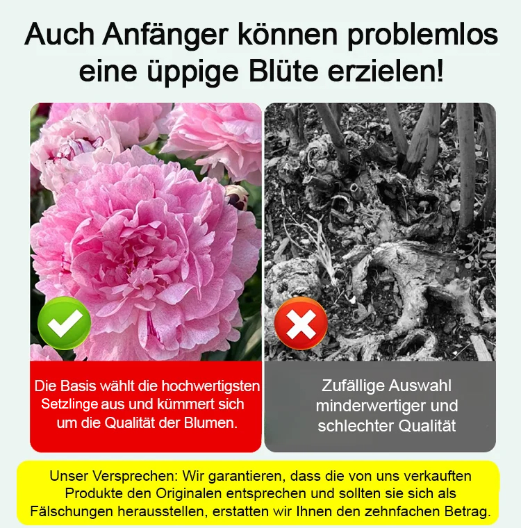 【Eine Pfingstrosen-Zwiebel erfüllt Ihr Zuhause mit Duft】❤ Von -20°C bis 40°C: Gießen reicht! Keine Blüte? Kostenloser Ersatz!