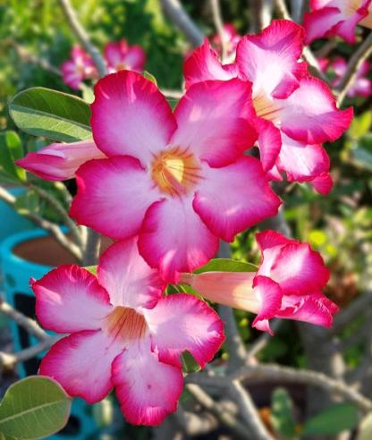 【Eine Wüstenrosen-Zwiebel erfüllt Ihr Zuhause mit Duft】❤ Von -20°C bis 40°C: Gießen reicht zum Leben! Bei Ausbleiben der Blüte: kostenloser Ersatz!