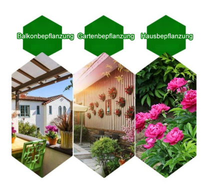 【Eine Pfingstrosen-Zwiebel erfüllt Ihr Zuhause mit Duft】❤ Von -20°C bis 40°C: Gießen reicht! Keine Blüte? Kostenloser Ersatz!