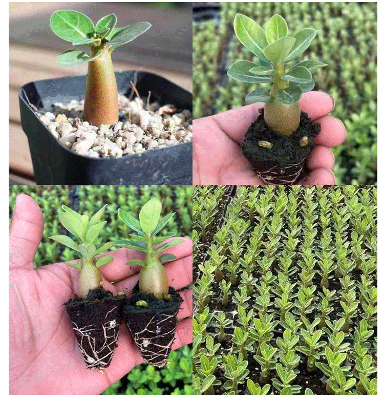 【Eine Wüstenrosen-Zwiebel erfüllt Ihr Zuhause mit Duft】❤ Von -20°C bis 40°C: Gießen reicht zum Leben! Bei Ausbleiben der Blüte: kostenloser Ersatz!