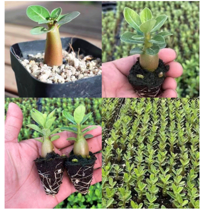 【Eine Wüstenrosen-Zwiebel erfüllt Ihr Zuhause mit Duft】❤ Von -20°C bis 40°C: Gießen reicht zum Leben! Bei Ausbleiben der Blüte: kostenloser Ersatz!