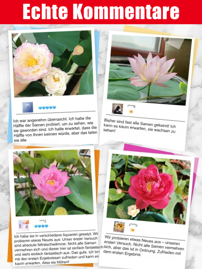 【Bei -20°C kann dennoch normal blühen】🪷 Im Winter können Wasserlotossamen gepflanzt werden ✨️ Natürlicher Duft