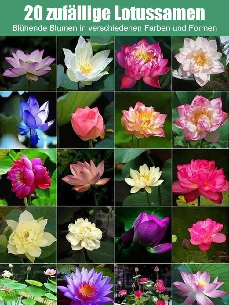 【Bei -20°C kann dennoch normal blühen】🪷 Im Winter können Wasserlotossamen gepflanzt werden ✨️ Natürlicher Duft