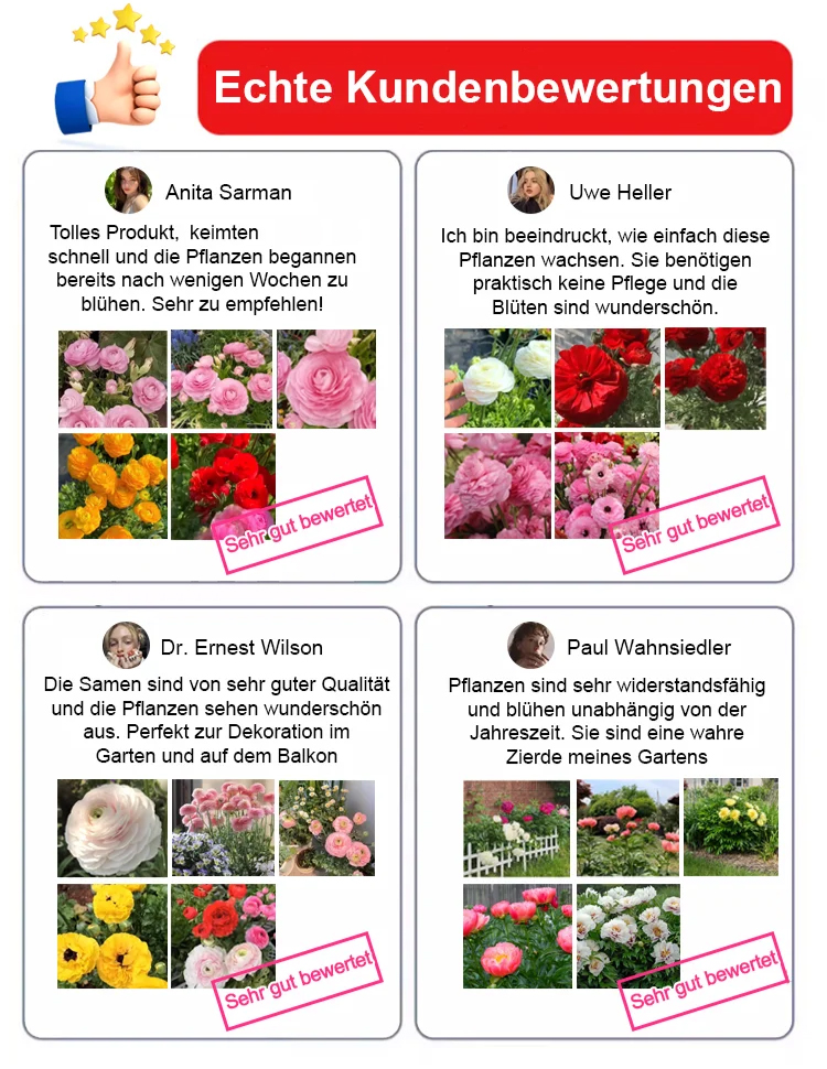 【Eine Pfingstrosen-Zwiebel erfüllt Ihr Zuhause mit Duft】❤ Von -20°C bis 40°C: Gießen reicht! Keine Blüte? Kostenloser Ersatz!