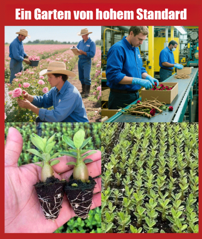 【Eine Wüstenrosen-Zwiebel erfüllt Ihr Zuhause mit Duft】❤ Von -20°C bis 40°C: Gießen reicht zum Leben! Bei Ausbleiben der Blüte: kostenloser Ersatz!