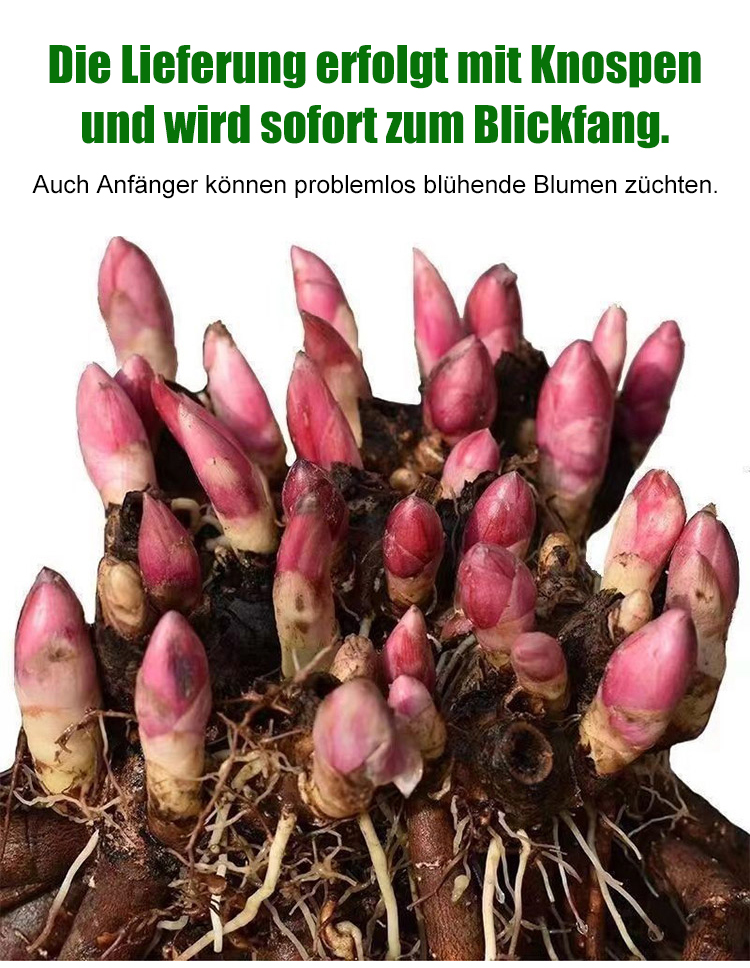 【Eine Pfingstrosen-Zwiebel erfüllt Ihr Zuhause mit Duft】❤ Von -20°C bis 40°C: Gießen reicht! Keine Blüte? Kostenloser Ersatz!