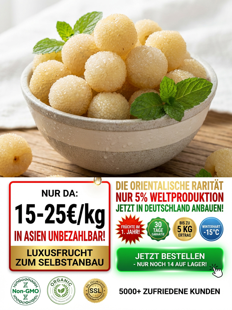 Premium-Sämlinge der Kristallweißen Wachsbeere | Fruchtansatz im selben Jahr | Schädlingsresistent|🌳🍒