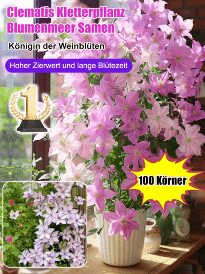 【Königin der Kletterpflanzen】Winterharte Kletterkönigin | Exklusives Aroma | Natürlicher Sichtschutz für den Garten 🌹