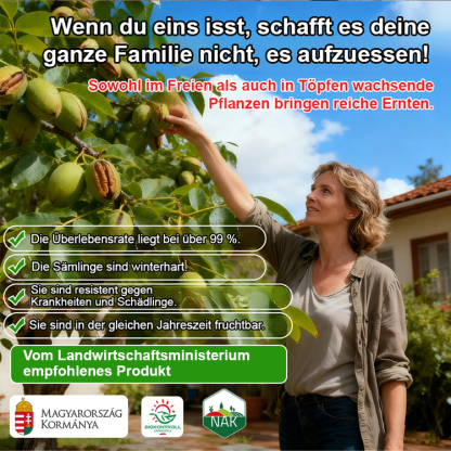 Ausgewählte amerikanische Pekannuss-Setzlinge: hoher Ertrag, pflegeleicht 🌳 Jetzt aussäen, nächstes Jahr ernten! 🌰 Bis zu 3 Ernten pro Jahr.