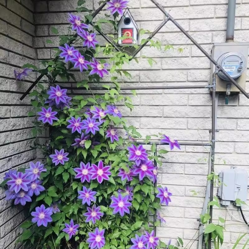 【Königin der Kletterpflanzen】Winterharte Kletterkönigin | Exklusives Aroma | Natürlicher Sichtschutz für den Garten 🌹